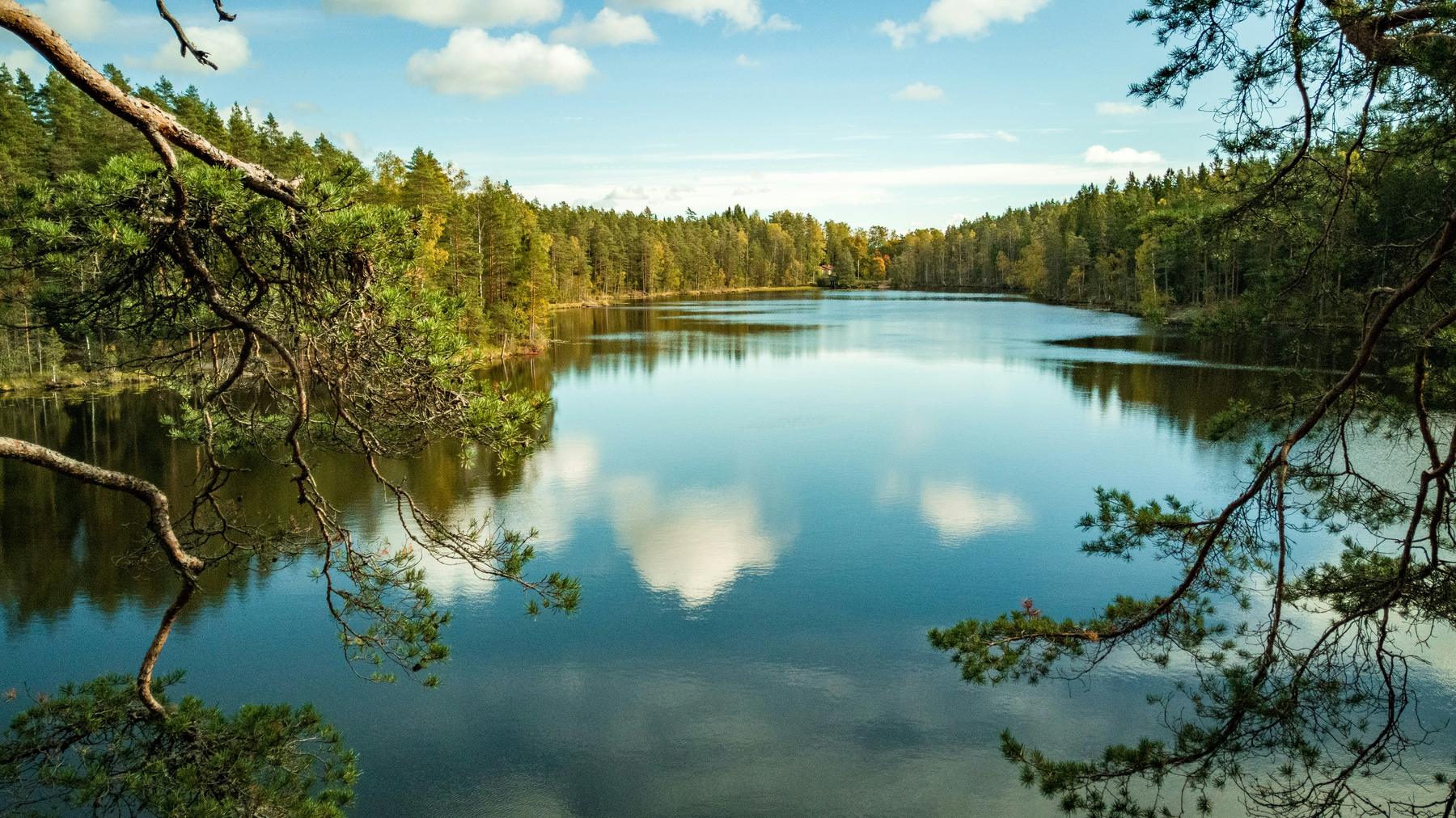 Tyyni metsäjärvi ja mäntyjen oksia kesäisessä valossa
